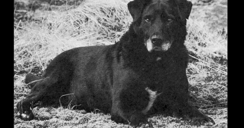 Perro_de_aguas_de_San_Juan