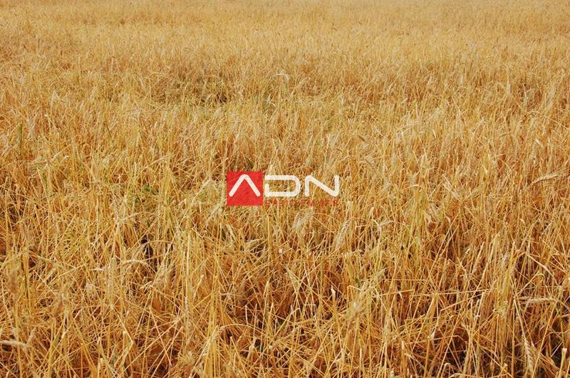 15032205_910580049073305_5481069963220001657_n