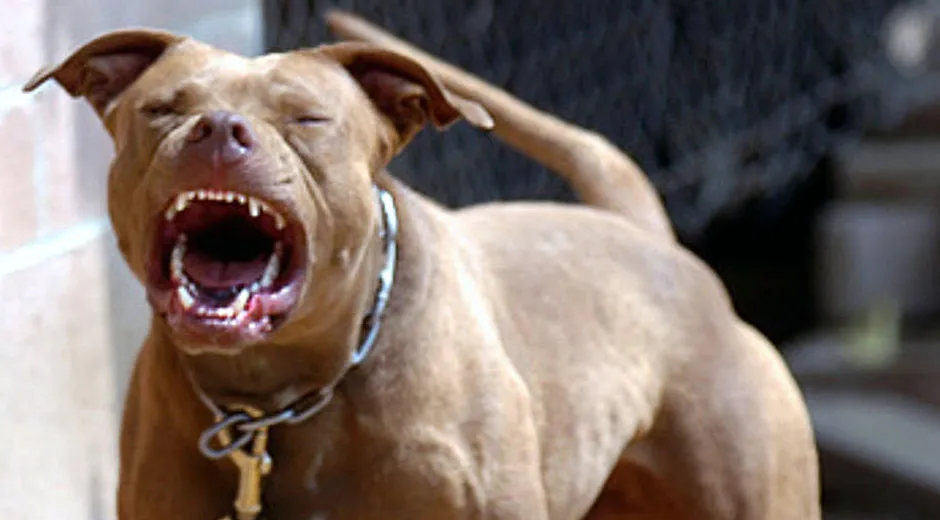perro-pitbull