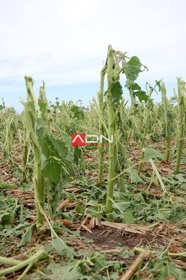 15078747_910580172406626_1879608895987317608_n