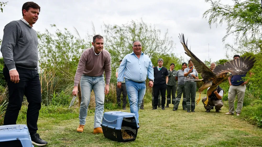 ANIMALES 2