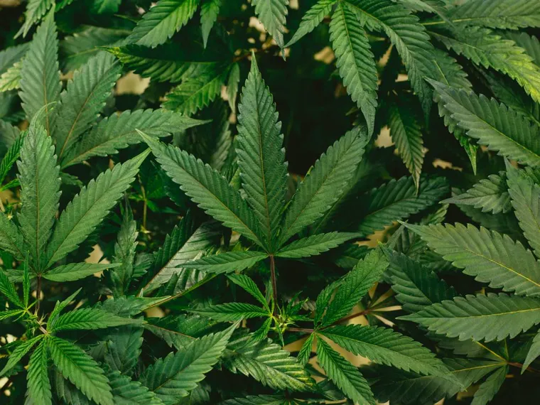 marihuana_0