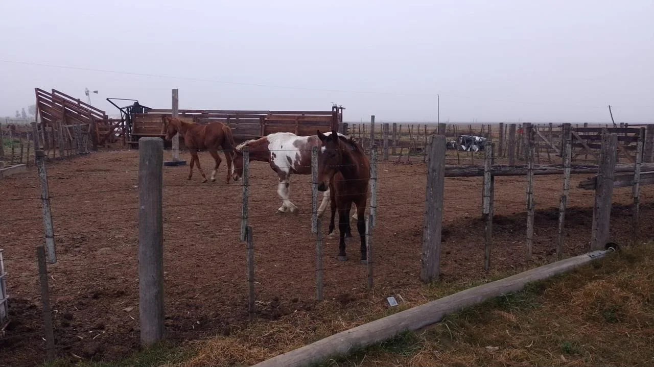 caballos sueltos